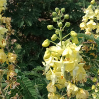 Caesalpinia Decapetala 10 Seeds, Biancaea Shrub Mysore Thorn Cat's Claw