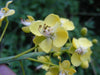 Caesalpinia Decapetala 10 Seeds, Biancaea Shrub Mysore Thorn Cat's Claw