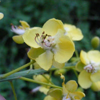 Caesalpinia Decapetala 10 Seeds, Biancaea Shrub Mysore Thorn Cat's Claw