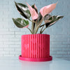 Modern Heart-Shaped Planter with Drainage & Saucer In Several Colors & Sizes!