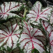 Caladium Bulbs - Celebration By Easy To Grow Bulbs