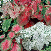 Caladium 10 Bulbs - Shady Lady Fancy Mix By Easy To Grow Bulbs
