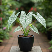 Caladium - Allure By Easy To Grow Bulbs