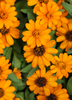 Calendula officinalis, Edible Medicinal Orange Calendula - Live Plant