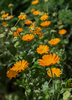 Calendula officinalis, Edible Medicinal Orange Calendula - Live Plant