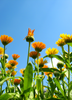 Calendula officinalis, Edible Medicinal Orange Calendula - Live Plant