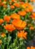 Calendula officinalis, Edible Medicinal Orange Calendula - Live Plant