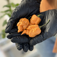 California Reaper Seeds, Insanely hot!  Garden Vegetables