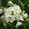 Calla - Bridal Bliss - 3 Calla Rhizomes By Easy To Grow Bulbs
