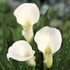 Calla - Bridal Bliss - 3 Calla Rhizomes By Easy To Grow Bulbs