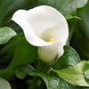Calla - Bridal Bliss - 3 Calla Rhizomes By Easy To Grow Bulbs