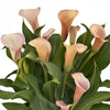 Calla 3 Rhizomes - Coral Passion By Easy To Grow Bulbs