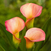 Calla 3 Rhizomes - Coral Passion By Easy To Grow Bulbs