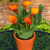 Calla 3 Rhizomes- Fire Dancer By Easy To Grow Bulbs