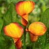 Calla 3 Rhizomes- Fire Dancer By Easy To Grow Bulbs