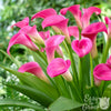 Calla 3 Rhizomes- Garnet Glow By Easy To Grow Bulbs