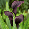 Calla 3 Rhizomes- Odessa By Easy To Grow Bulbs