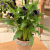 Calla 3 Rhizomes- Odessa By Easy To Grow Bulbs