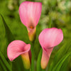 Calla Lily, Pillow Talk - 3 Calla Rhizomes By Easy To Grow Bulbs