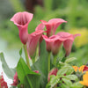 Calla Lily, Pillow Talk - 3 Calla Rhizomes By Easy To Grow Bulbs