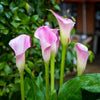 Calla 3 Rhizomes- Pink Melody By Easy To Grow Bulbs