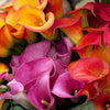 Calla 12 Rhizomes- Rainbow Mix By Easy To Grow Bulbs
