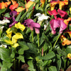 Calla 12 Rhizomes- Rainbow Mix By Easy To Grow Bulbs