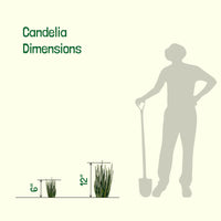 Euphorbia Antisyphilitica, Candelilla Succulent Plant
