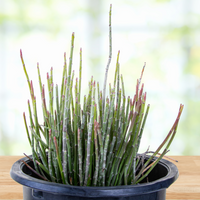 Euphorbia Antisyphilitica, Candelilla Succulent Plant