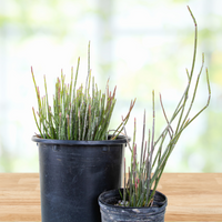 Euphorbia Antisyphilitica, Candelilla Succulent Plant