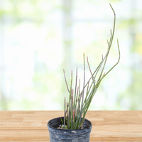 Euphorbia Antisyphilitica, Candelilla Succulent Plant