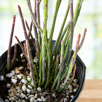 Euphorbia Antisyphilitica, Candelilla Succulent Plant