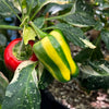 Candy Cane Pepper Seeds, Ornamental Garden Vegetables