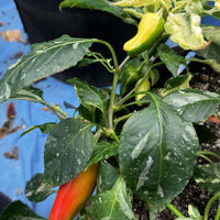Candy Cane Pepper Seeds, Ornamental Garden Vegetables