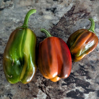 Candy Cane Pepper Seeds, Ornamental Garden Vegetables