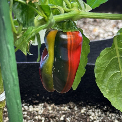 Candy Cane Pepper Seeds, Ornamental Garden Vegetables