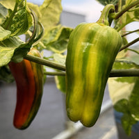 Candy Cane Pepper Seeds, Ornamental Garden Vegetables