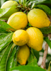 Pouteria campechiana, Eggfruit Tree, Canistel Seedling - Live Plant