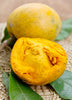 Pouteria campechiana, Eggfruit Tree, Canistel Seedling - Live Plant
