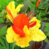 Canna 3 Rhizomes- Cleopatra Mix (Bi-Color) By Easy To Grow Bulbs