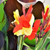 Canna 3 Rhizomes- Cleopatra Mix (Bi-Color) By Easy To Grow Bulbs