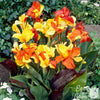 Canna 3 Rhizomes- Cleopatra Mix (Bi-Color) By Easy To Grow Bulbs