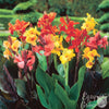 Canna Rhizomes- Tropical Sunset Mix By Easy To Grow Bulbs