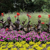 Canna 1 Rhizome- Tropicanna Black By Easy To Grow Bulbs