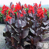 Canna 1 Rhizome- Tropicanna Black By Easy To Grow Bulbs