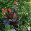 Canna 1 Rhizome- Tropicanna Black By Easy To Grow Bulbs