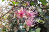 Capparis Zeylanica 10 Seeds, Edible Indian Ceylon Caper Climbing Shrub