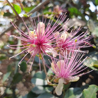 Capparis Zeylanica 10 Seeds, Edible Indian Ceylon Caper Climbing Shrub