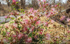 Capparis Zeylanica 10 Seeds, Edible Indian Ceylon Caper Climbing Shrub