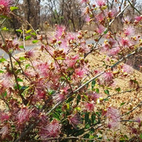 Capparis Zeylanica 10 Seeds, Edible Indian Ceylon Caper Climbing Shrub